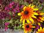Beautiful Garden Flowers
